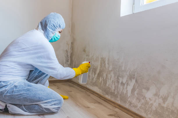 Professional mold removal team in Dallas